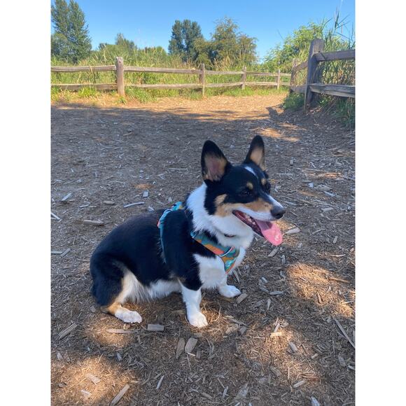 Ruffwear Harness Easy On Front Range size small - Picture 4 of 8